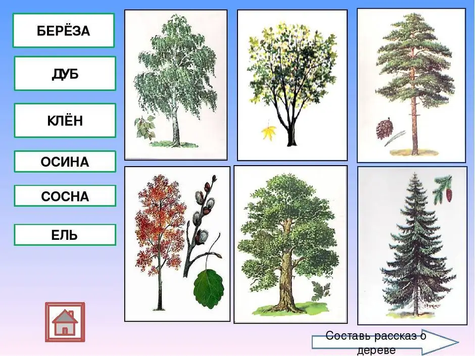 Деревья с названиями в картинках для детей