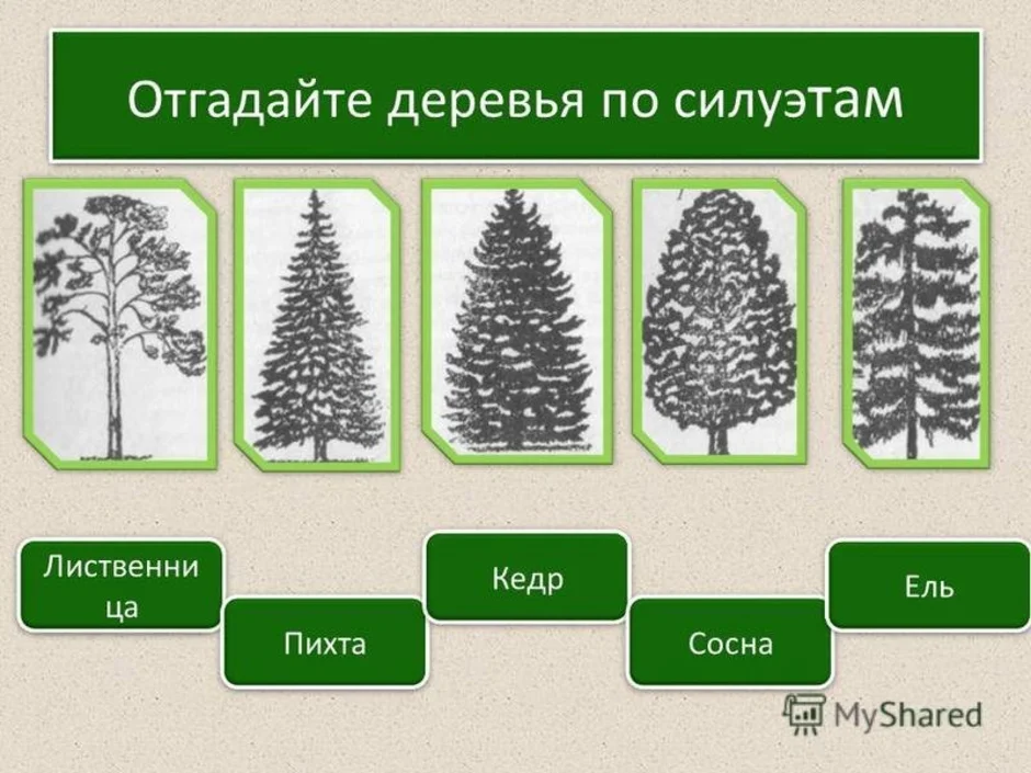 Кедр это хвойное или лиственное. Отгадать деревья по силуэтам. Кедр хвойное или лиственное дерево.