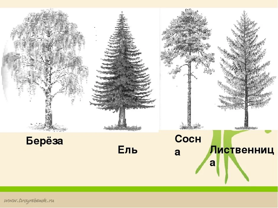 Ель и сосна рисунок