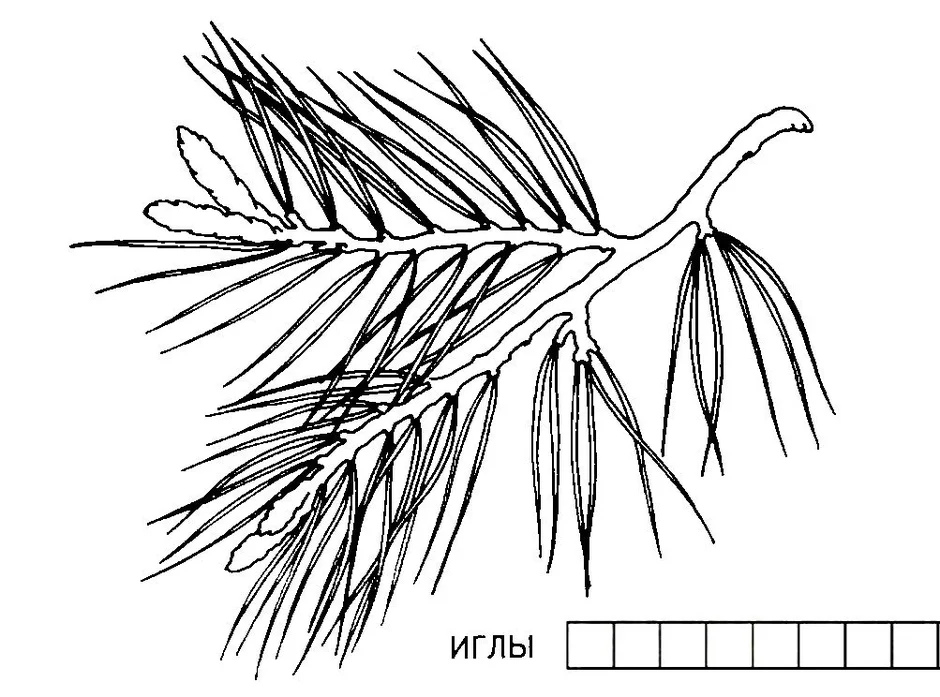 Сосны лист рисунок