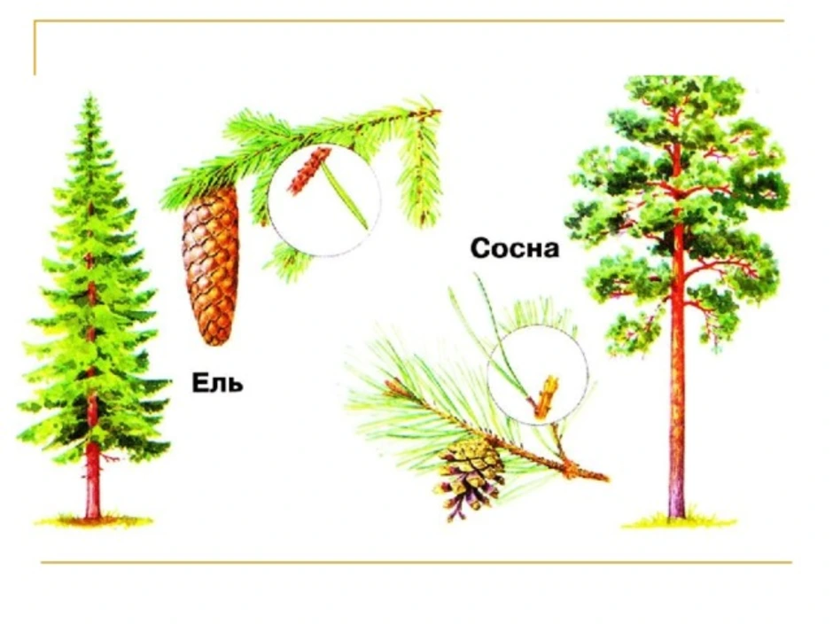 Ель сосна картинки