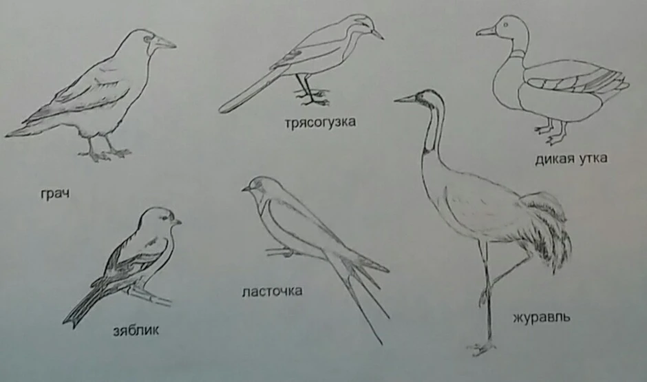 Рисуем птиц перелетных птиц