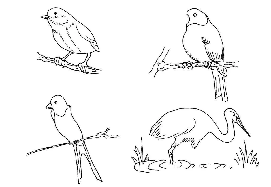 Перелетные птицы картинки для детей раскраски