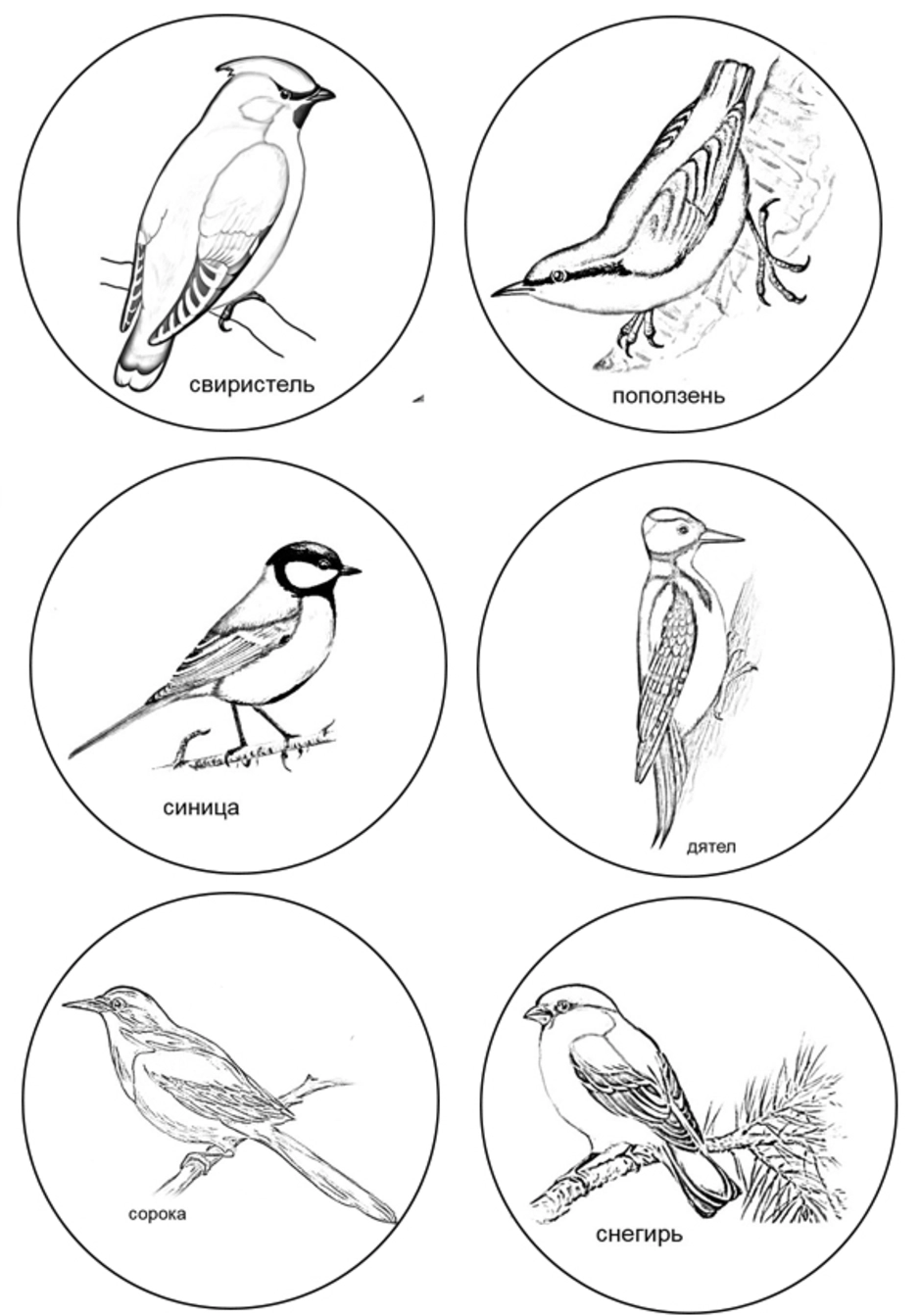 Задания перелетные и зимующие птицы 1 класс