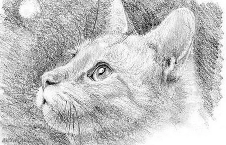 Pencil cats. Рисунки карандашом. Животные карандашом. Графические рисунки карандашом. Рисунки котов карандашом.