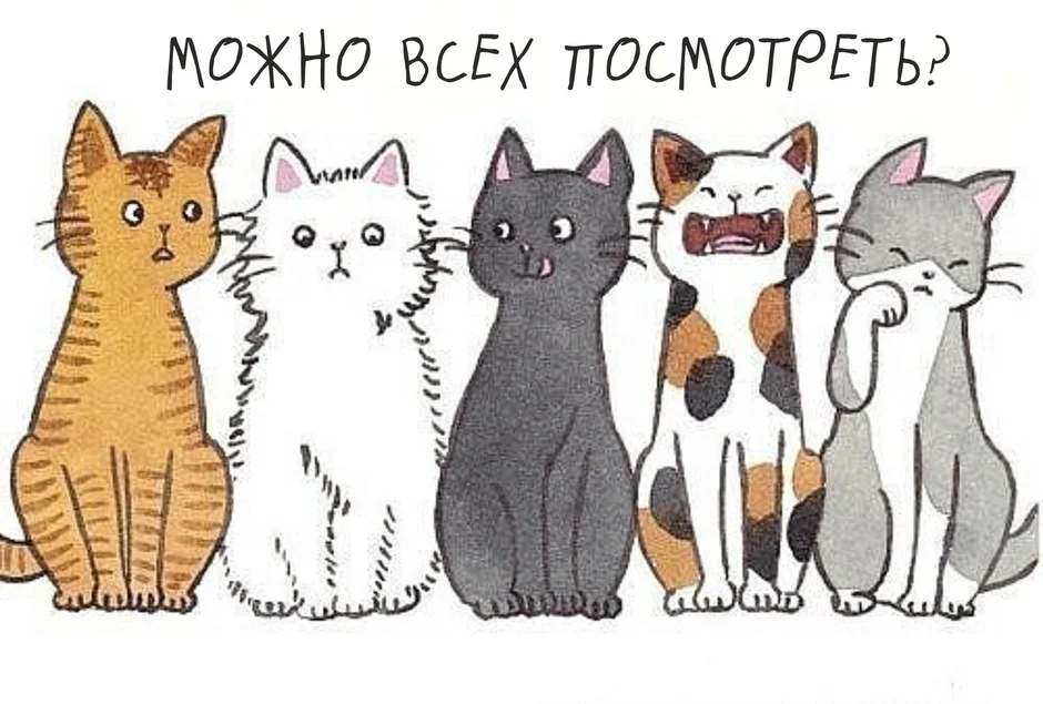 5 кошек картинка