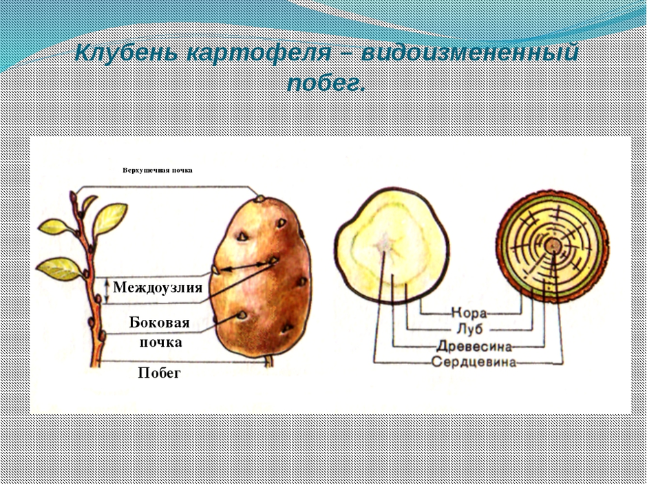 Проросшая картошка рисунок