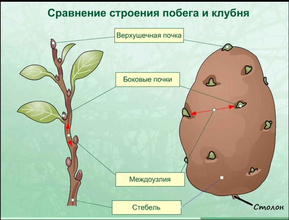 Клубень картофеля рисунок