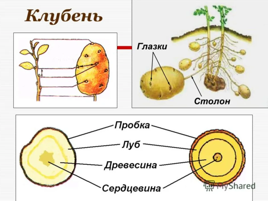 Покажите стрелками и подпишите на рисунке стебель пазушную почку глазок основание у картофеля впр