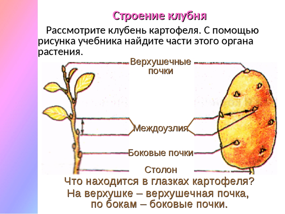 Части клубня картофеля рисунок