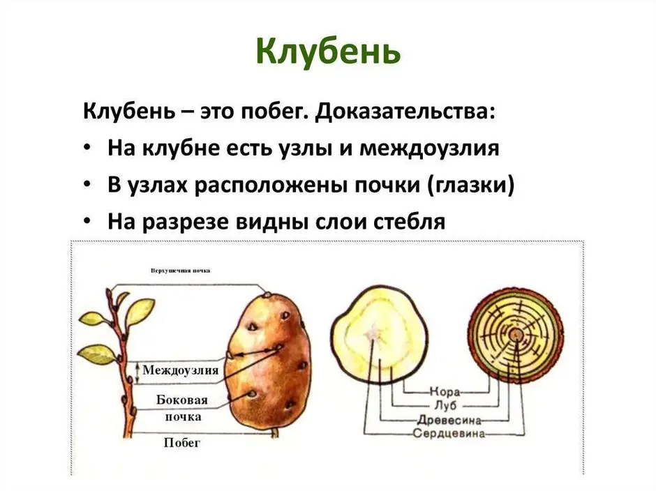 Клубень картофеля рисунок