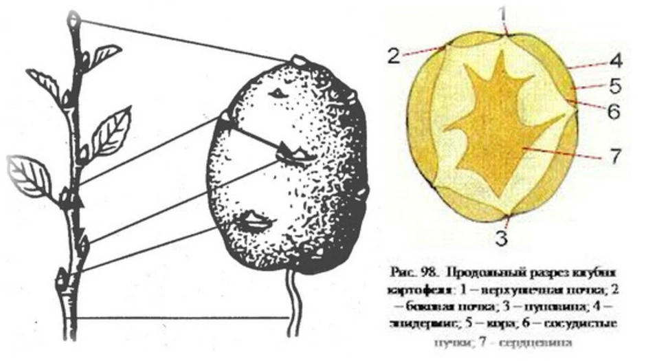 Внешнее строение клубня. Схема поперечный срез клубня картофеля. Строение клубня картофеля схема. Клубень картофеля схема в разрезе. Срез клубня картофеля и его части.