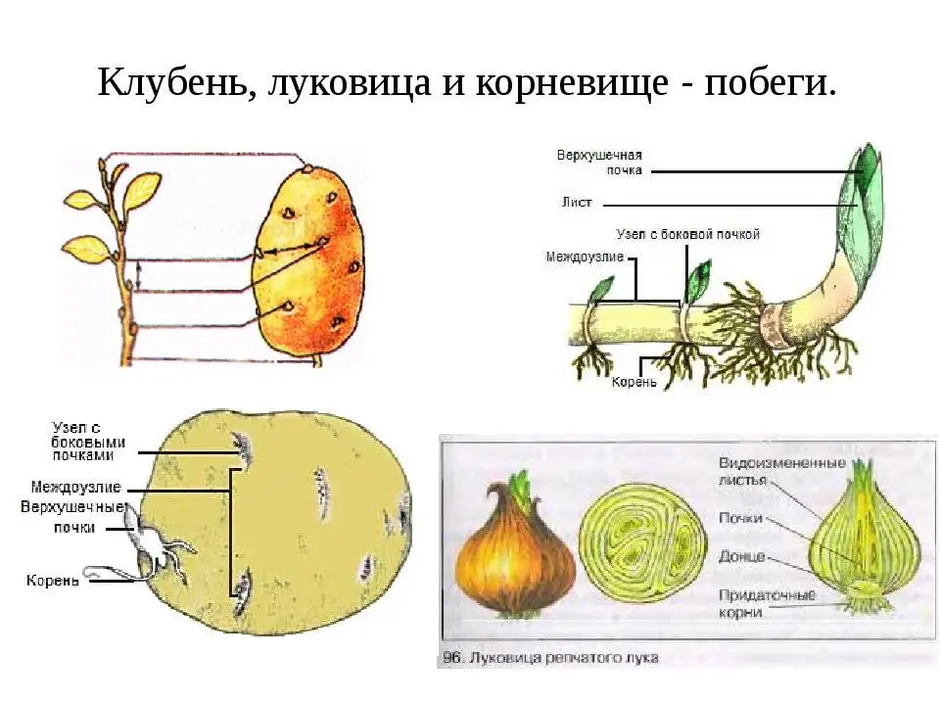 Картинки корневища клубня и луковицы