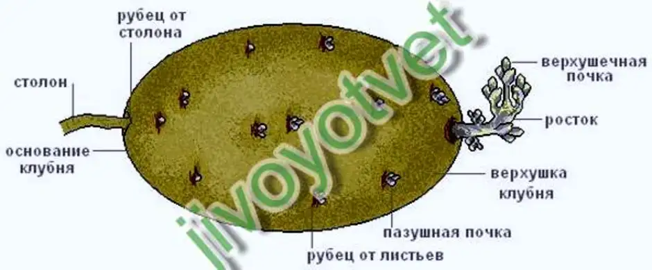 Рассмотрите изображение клубня картофеля и выполните задания покажите стрелками