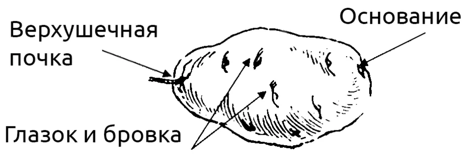 Нарисовать клубни картофеля