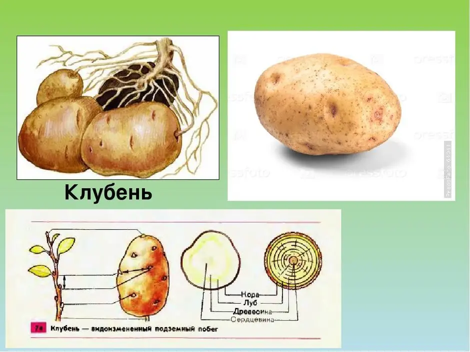 Строение картофеля в разрезе с подписями картинки