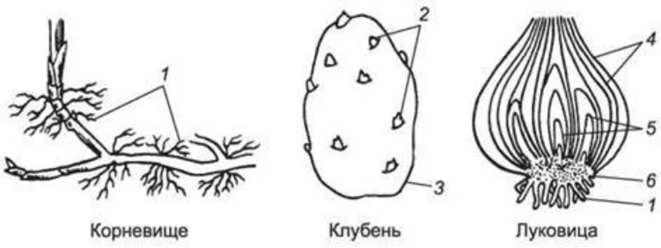 Строение корневища. Строение корневища клубня и луковицы. 3 Побега корневище, луковица клубень. Строение клубня картофеля схема. Строение видоизмененных подземных побегов.