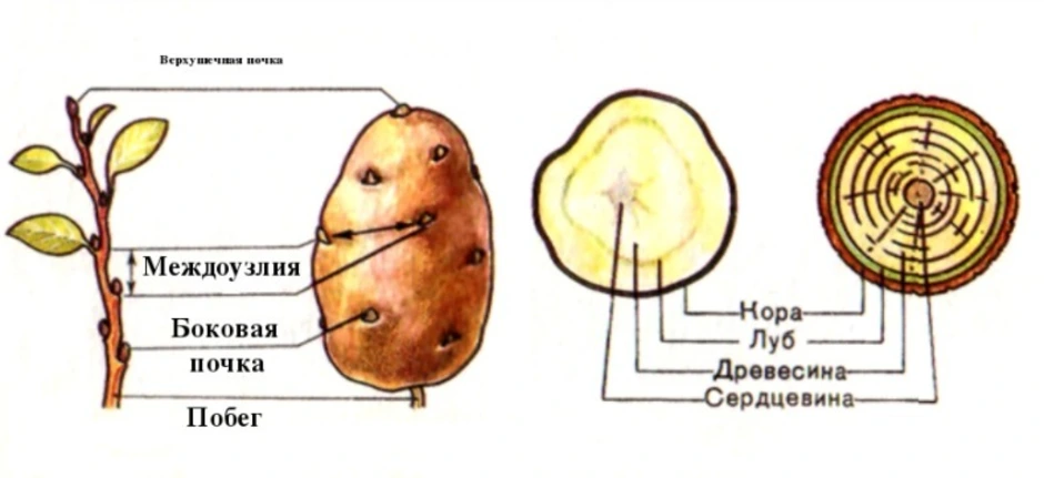 Покажите стрелками и подпишите на рисунке стебель пазушную почку глазок основание у картофеля впр