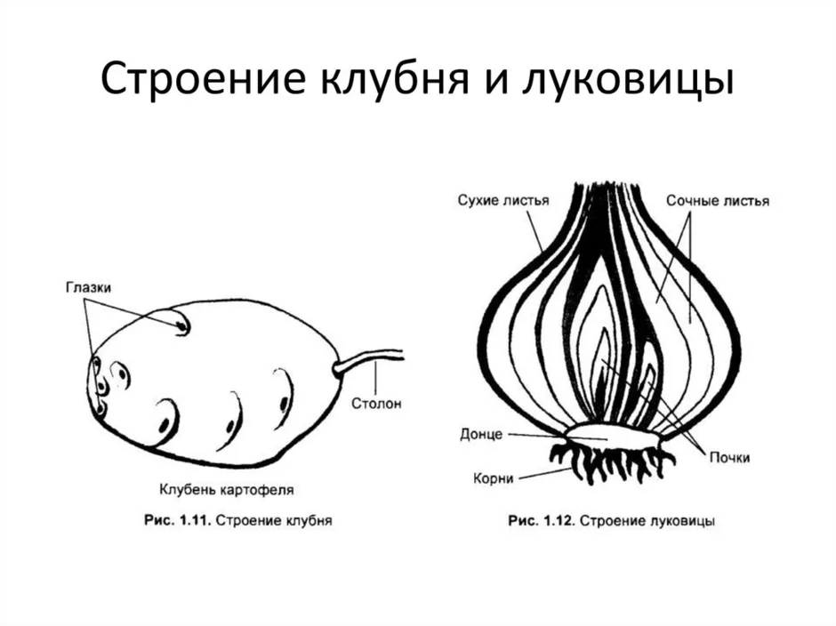 Строение клубня