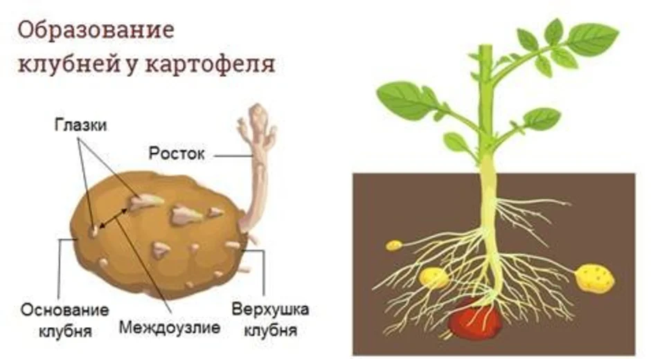 Покажите стрелками и подпишите на рисунке стебель пазушную почку глазок верхушку картофель