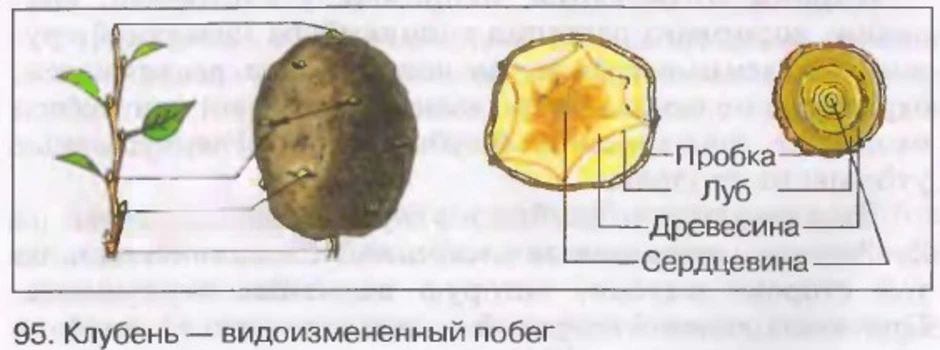 Почему клубень считают побегом. Видоизменённый побег клубень картофеля. Клубень картофеля это видоизмененный побег. Зарисовать поперечный срез клубня картофеля. Нарисуйте поперечный срез клубня и побега.