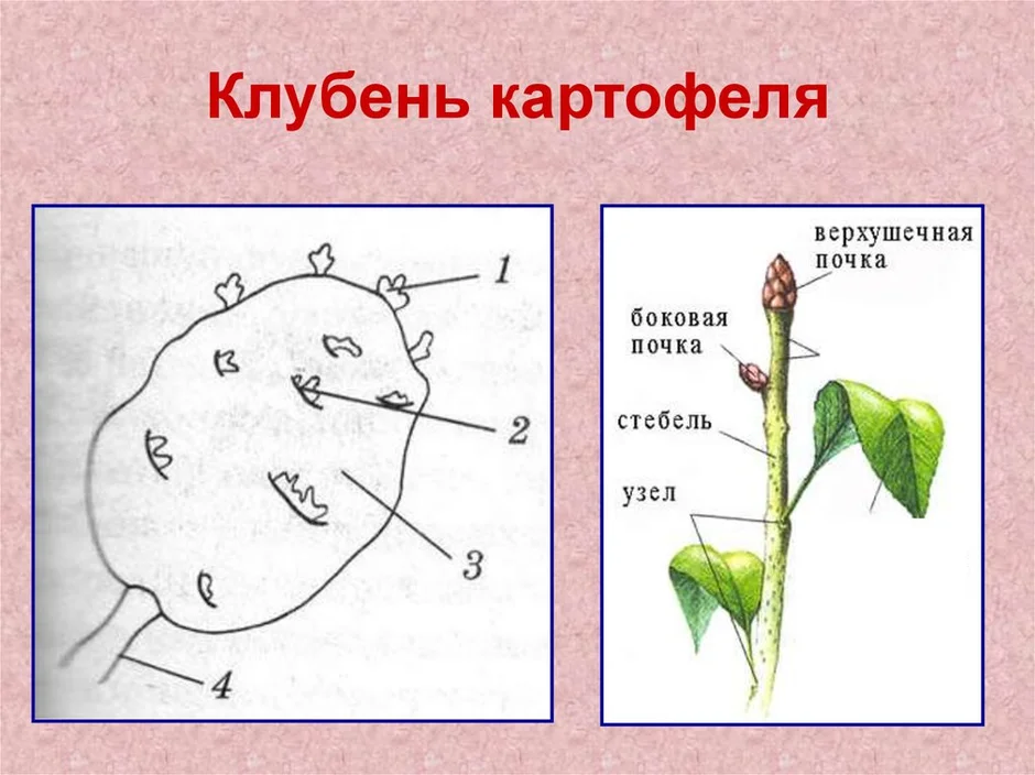 Покажите стрелками и подпишите на рисунке стебель пазушную почку глазок верхушку картофель