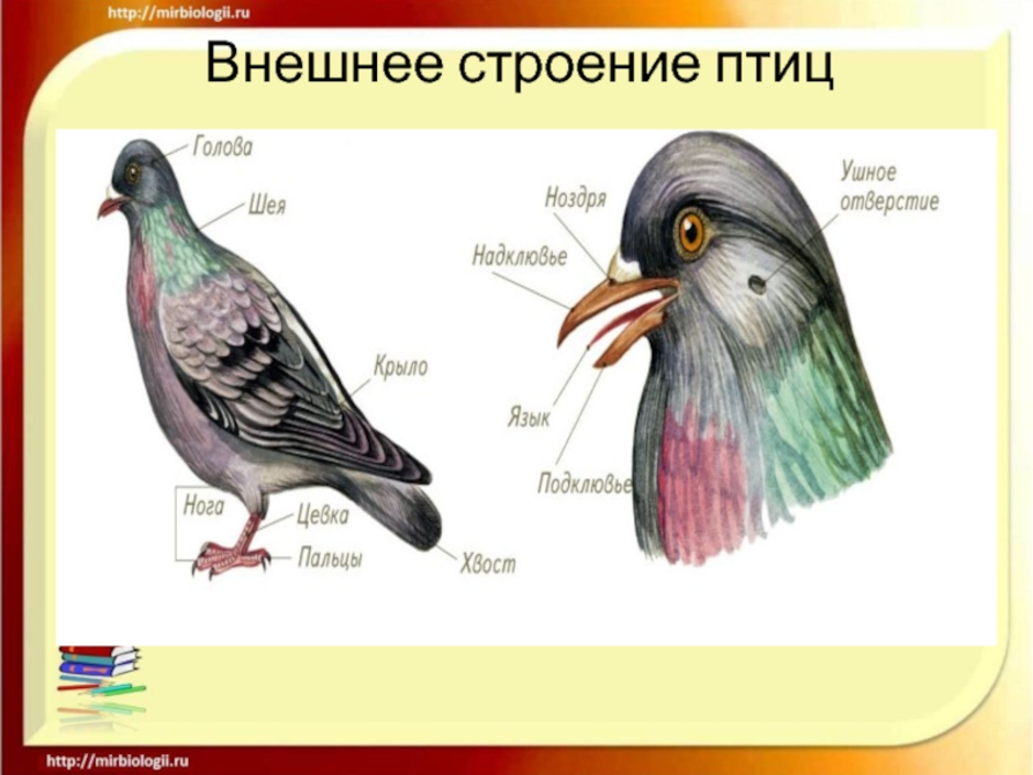 Класс птицы рисунок. Внешнее строение птицы биология. Внешнее строение птиц 8 класс биология. Внешнее строение птиц лабораторная. Хвост птицы строение.