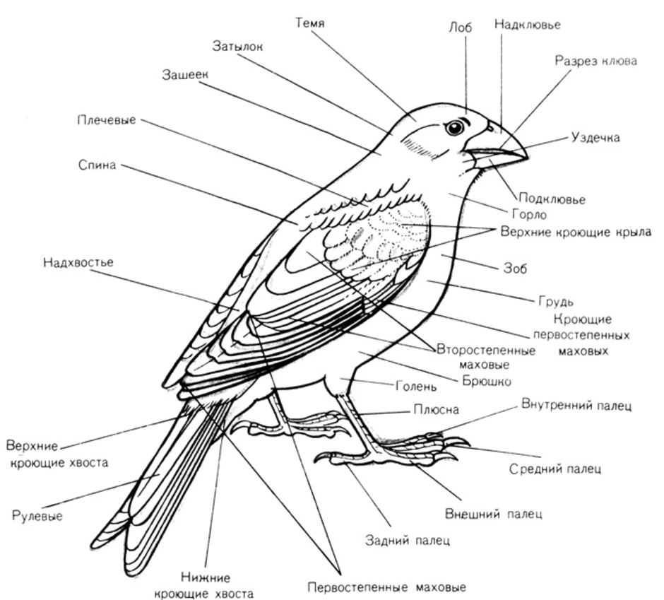 Внешнее строение птицы биология 7 класс. Строение птицы 1 класс. Части тела птицы. Картинка строение птицы.