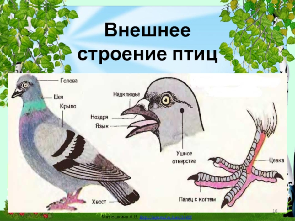 Класс птицы картинка. Внешнее строение птиц. Строение птицы для дошкольников. Внешнее строение головы птицы. Строение птицы внешнее строение.
