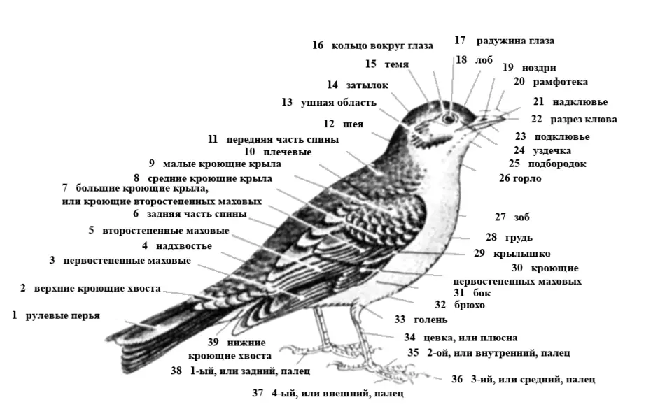 Птица внешнее строение рисунок