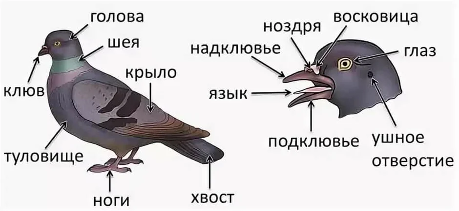 Строение птиц рисунок