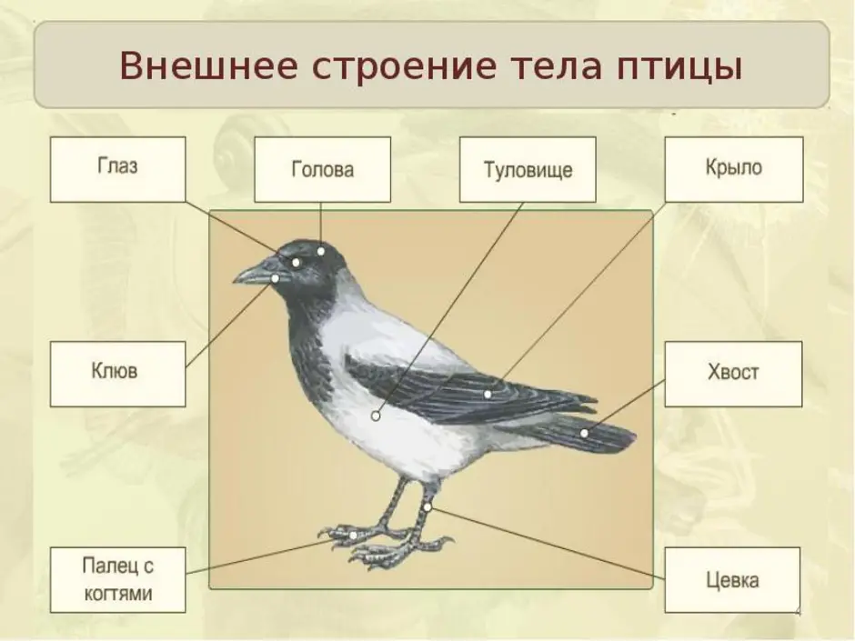 Схема внешнего строения птицы 7 класс