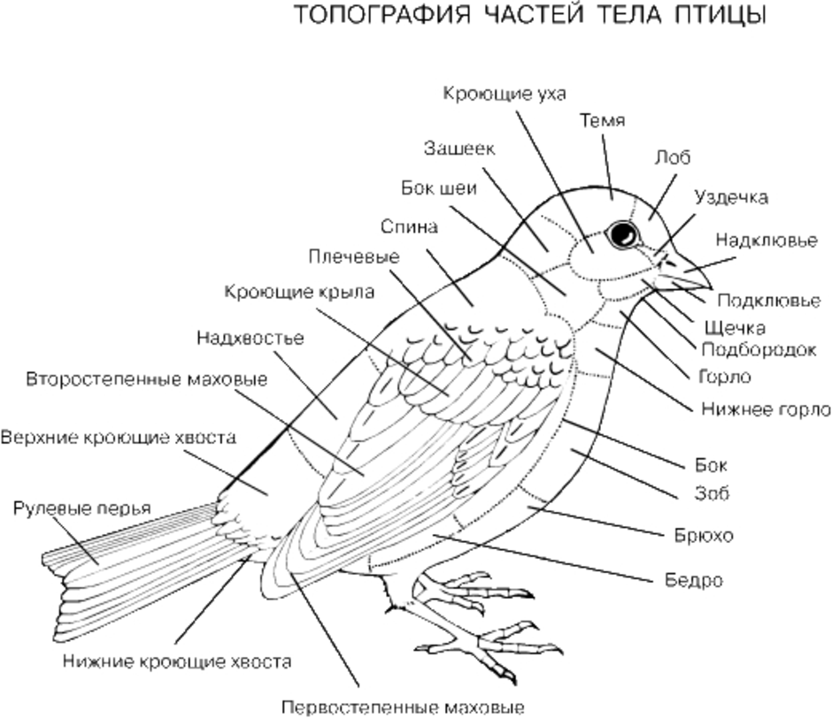 Где найти птичку. Скелет синицы строение. Внешнее строение воробья. Топография частей тела птицы. Схема внешнего строения птицы.