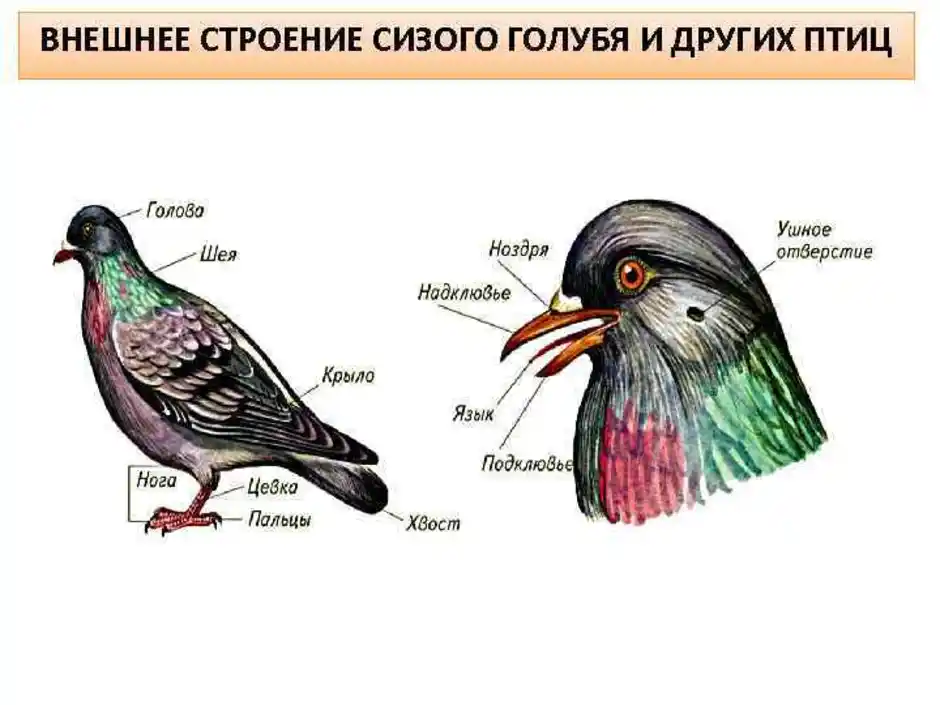 Зарисуйте схему внешнего строения птицы подпишите основные части