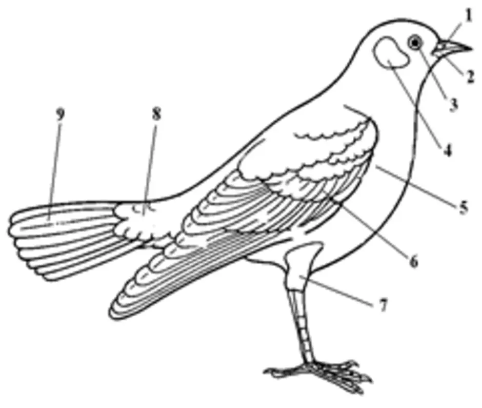 Части тела птицы схема