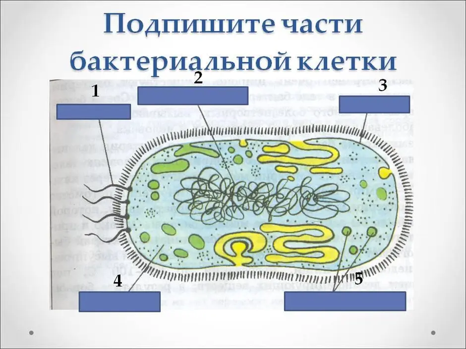 Подпишите на рисунке основные части бактериальной клетки