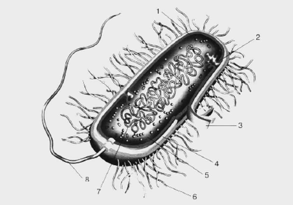 Человек прокариот. Строение бактериальной клетки 7 класс биология. Схема строения бактериальной клетки биология 7 класс. Строение бактерии прокариот. Строение бактериальной клетки 5 класс биология.