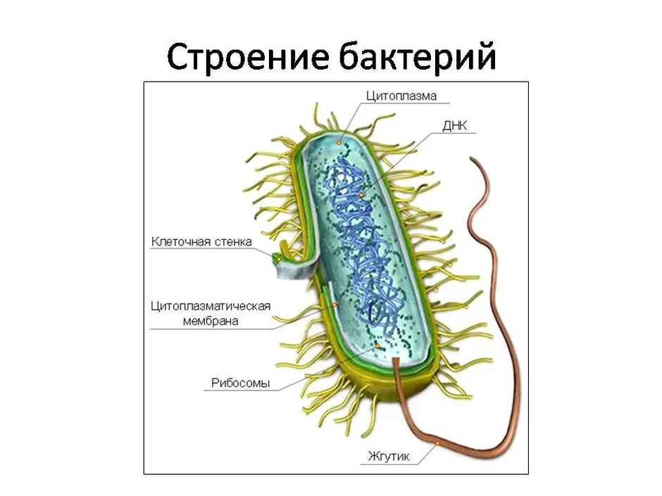 Клетка бактерии рисунок 5 класс по биологии