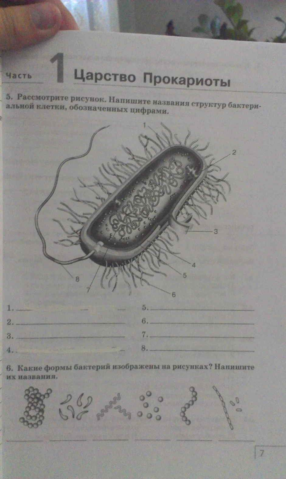 Биология 5 класс 2 из изображенных. Строение бактерии 5 класс биология. Части бактериальной клетки биология 6 кл. Рассмотрите рисунок строение бактериальной клетки. Названия структур бактериальной клетки обозначенных цифрами.