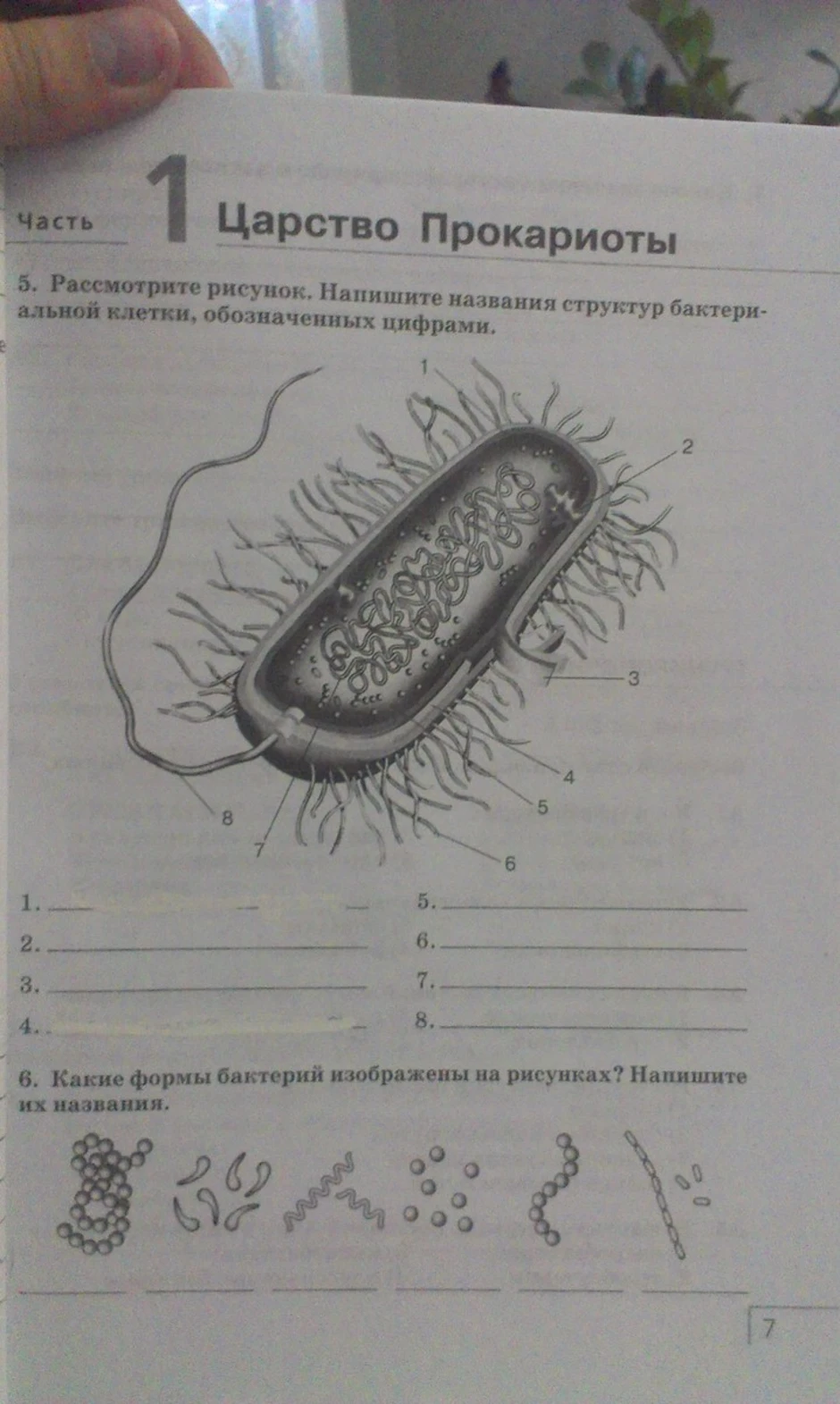 Рисунке 1 рисунок 1 структура. Строение бактерии 5 класс биология. Строение бактериальной клетки 5 класс биология. Названия структур бактериальной клетки обозначенных цифрами. Строение клетки бактерии 5 класс биология.