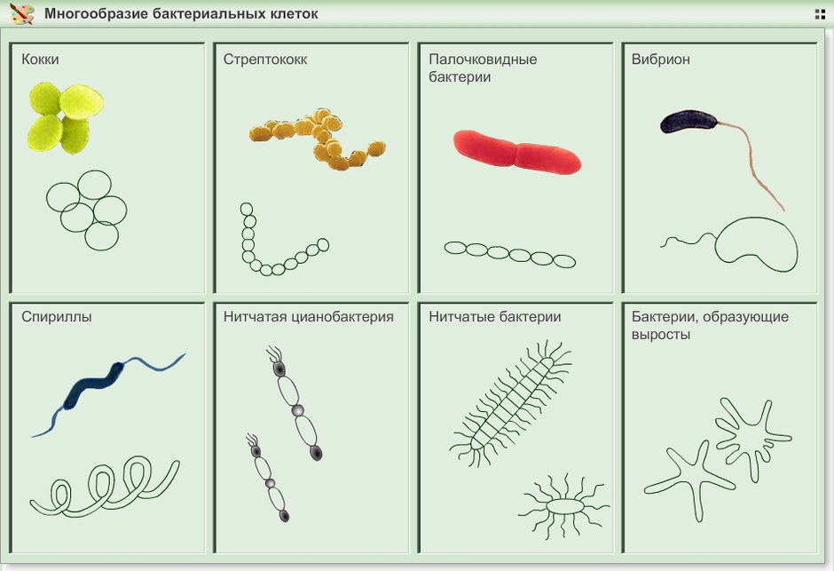 Самостоятельная работа по биологии 7 бактерии. Рисунок формы бактерий с названиями. Строение и многообразие бактерий. Строение бактерий форма бактерий. Формы бактерий 7 класс.