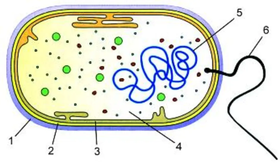 Как нарисовать бактерию по биологии 5 класс