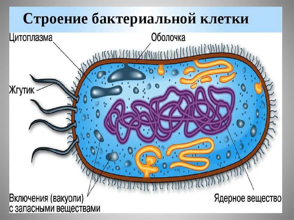 Клетка бактерии рисунок 5 класс по биологии