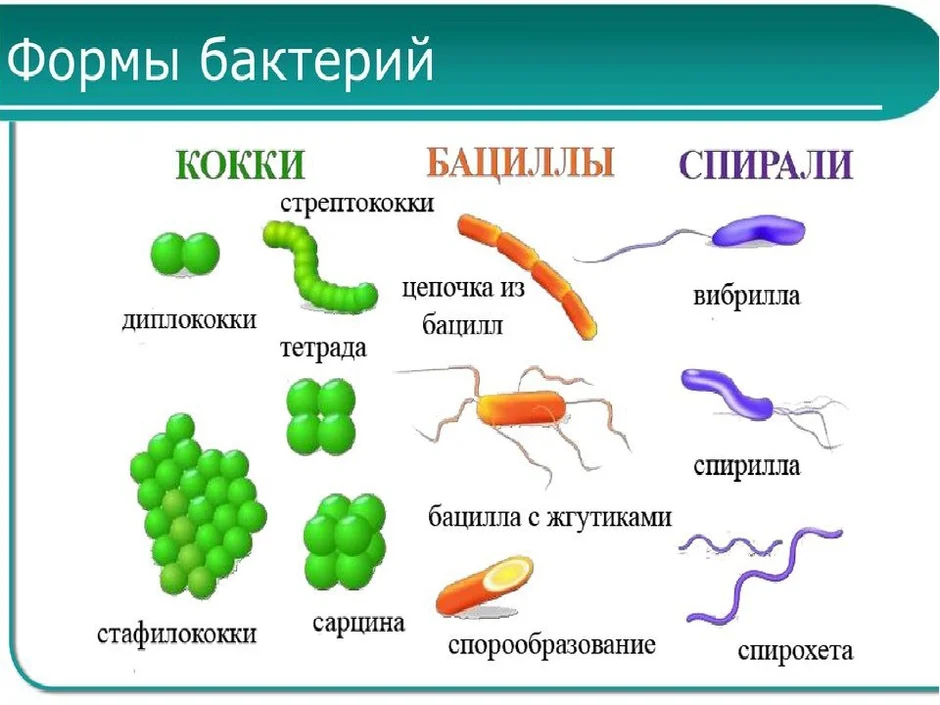 Бактерии картинка биология