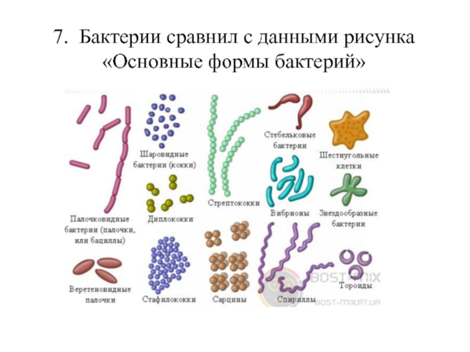 Виды бактерий. Три основных формы бактерий. Перечислить основные формы бактерий. Форма бактерий таблица. Рис. 3. основные формы бактерий.