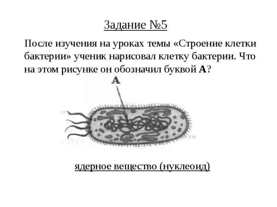 Бактерии картинки по биологии 5 класс