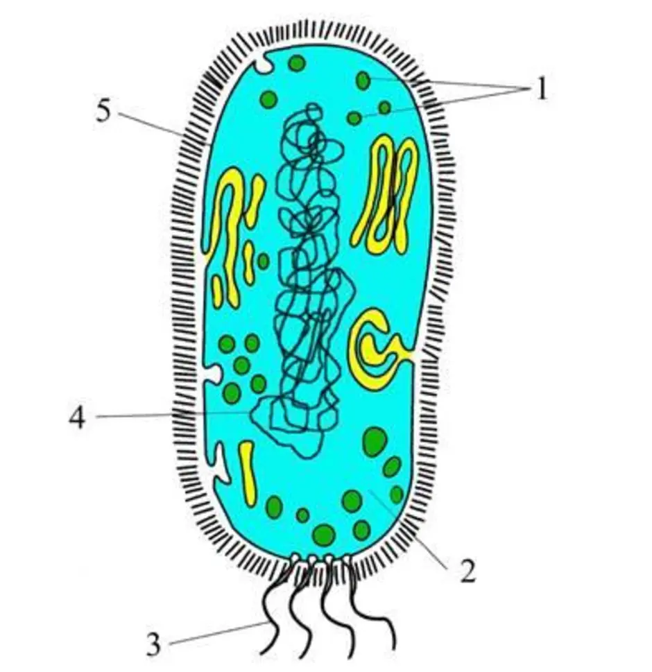 Бактерии прокариоты 5 класс. Строение бактериальной клетки без подписей. Строение клетки бактерии без подписи. Строение бактериальной клетки рисунок без подписей. Строение бактериальной клетки рисунок 5 класс.