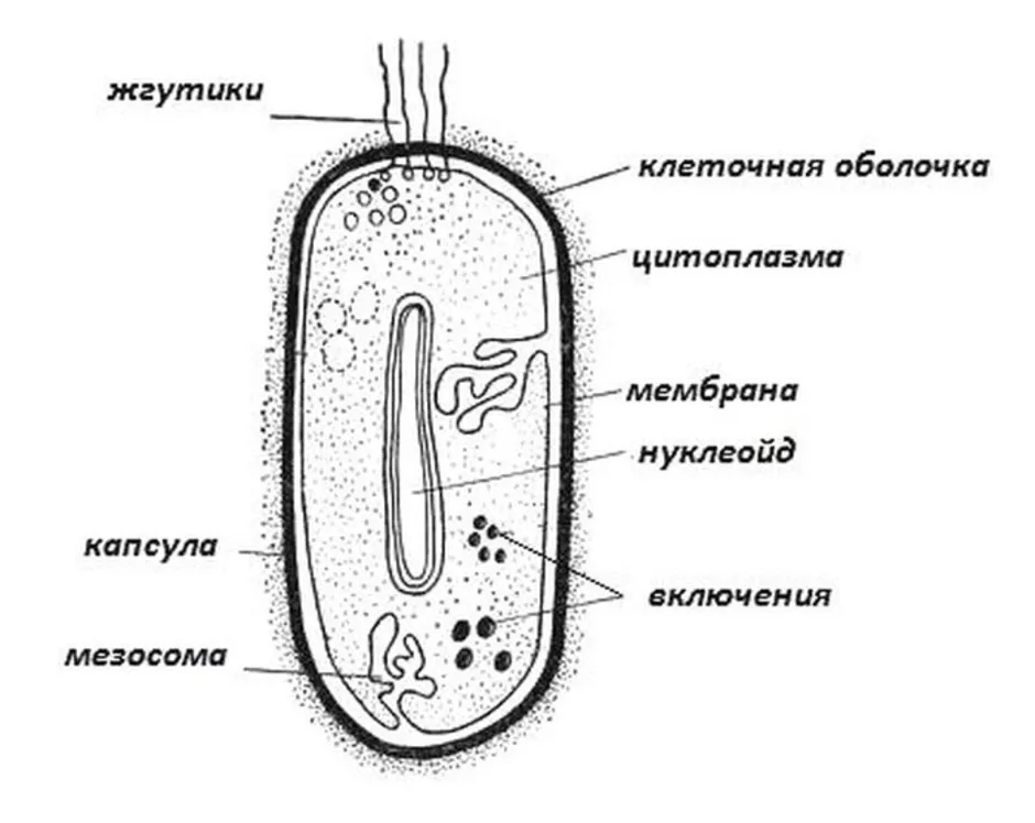 Подпишите на рисунке основные части бактериальной клетки