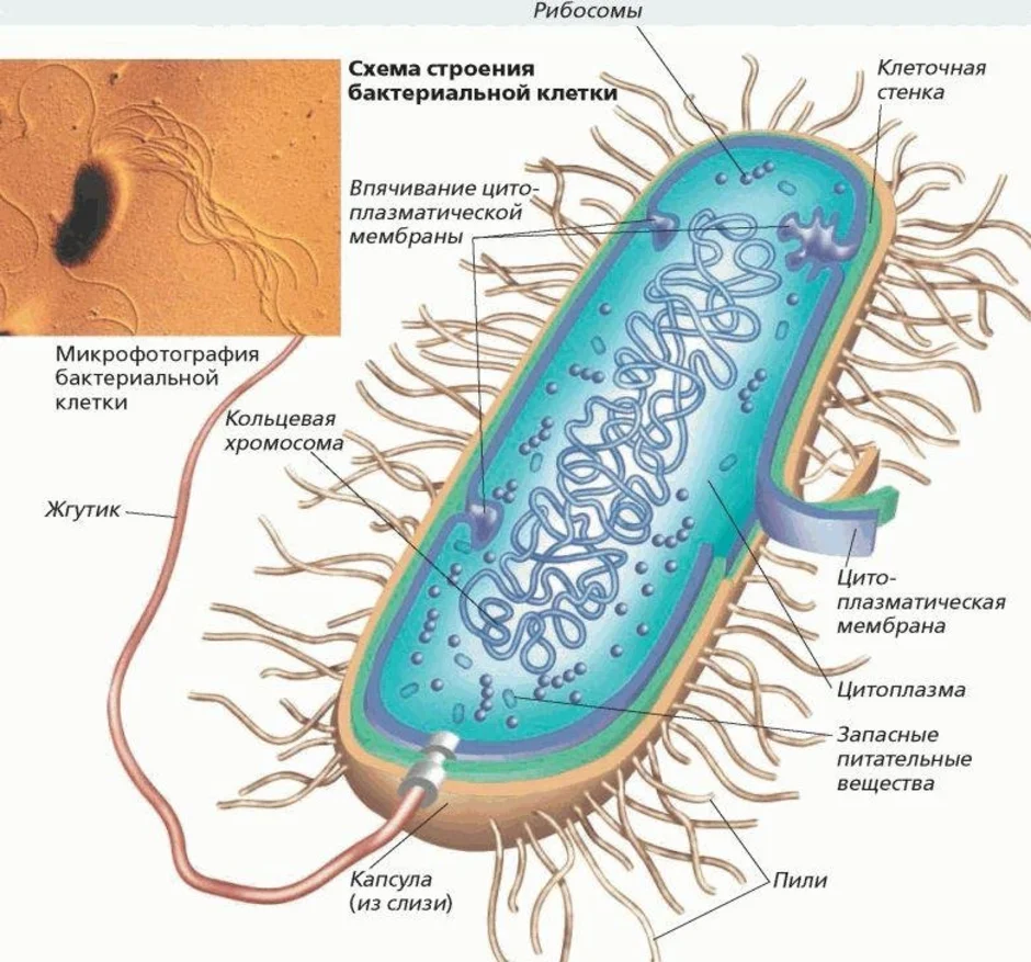 Бактериальная структура. Структура бактериальной клетки схема. Схема строения бактериальной клетки биология. Строение бактериальной клетки рисунок. Схема строения бактериальной клетки 7.