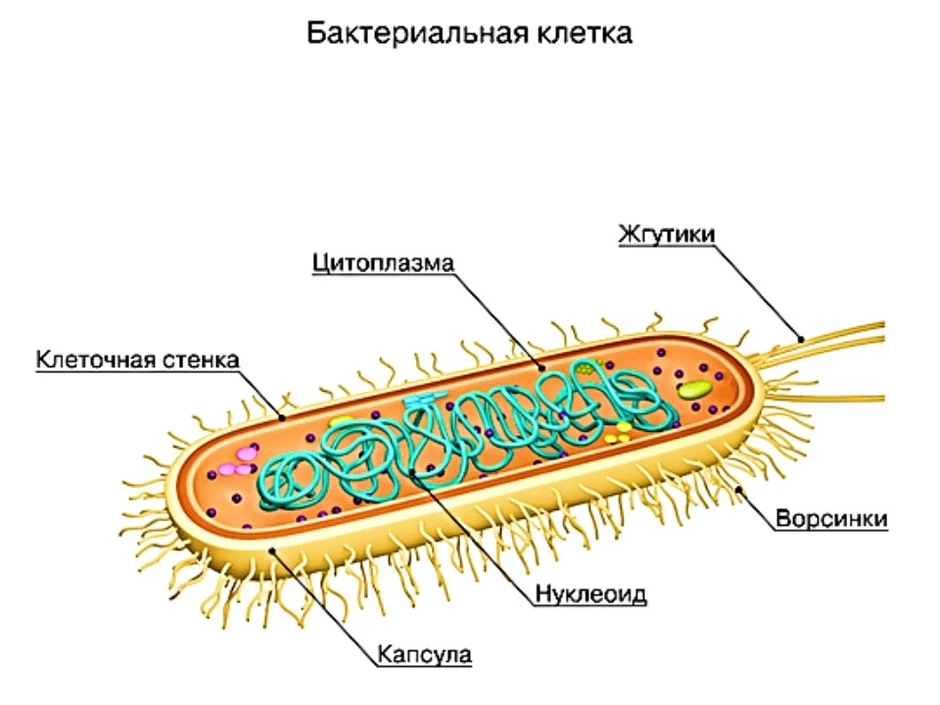 Клетка бактерии рисунок 5 класс по биологии